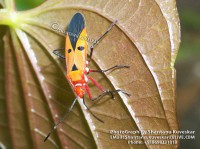 /album/colourful-insects/insect-18-photograph-by-shantanu-kuveskar-jpg/
